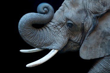 The African Elephant  is one of the species documented in Joel Sartore's Photo Ark collection. The piece is on display in one of NKU's FotoFocus galleries.